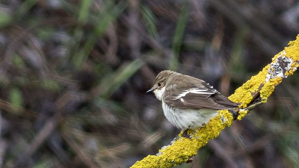 European Pied Flycatcher