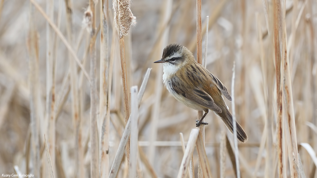 Moustached Warbler