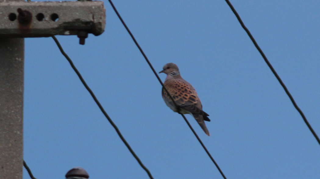 European Turtle Dove