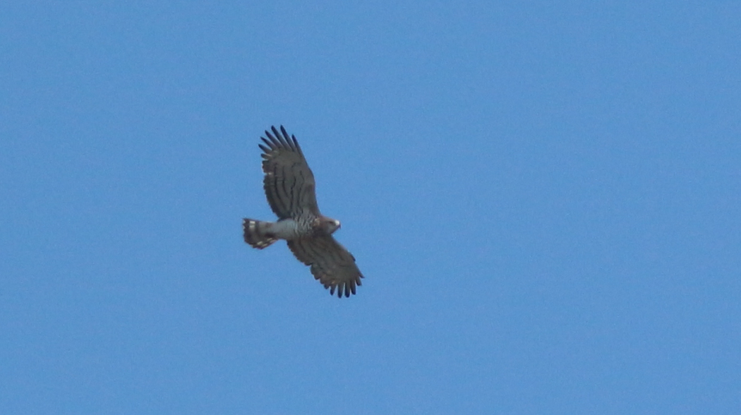Short-toed Snake Eagle