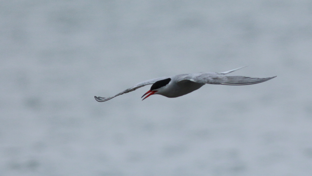 Common Tern