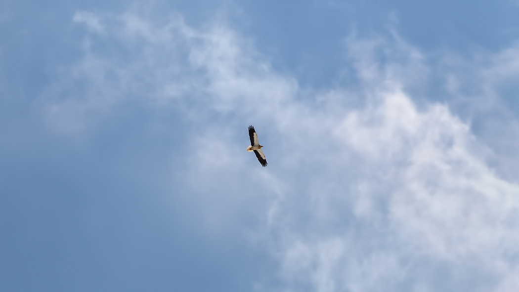 Egyptian Vulture