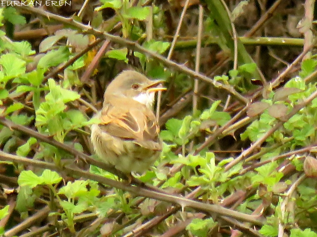 Common Whitethroat