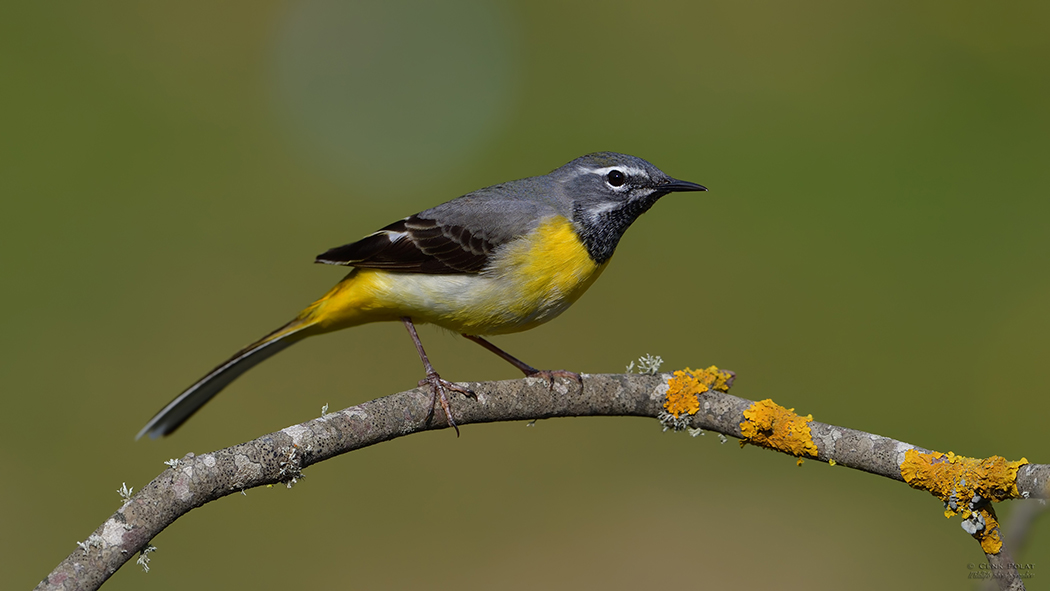 Grey Wagtail
