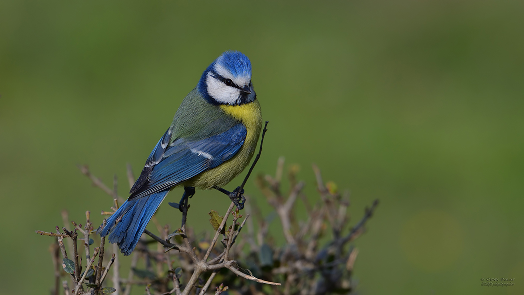 Eurasian Blue Tit