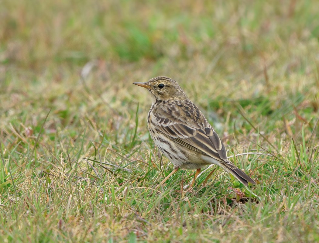 Meadow Pipit