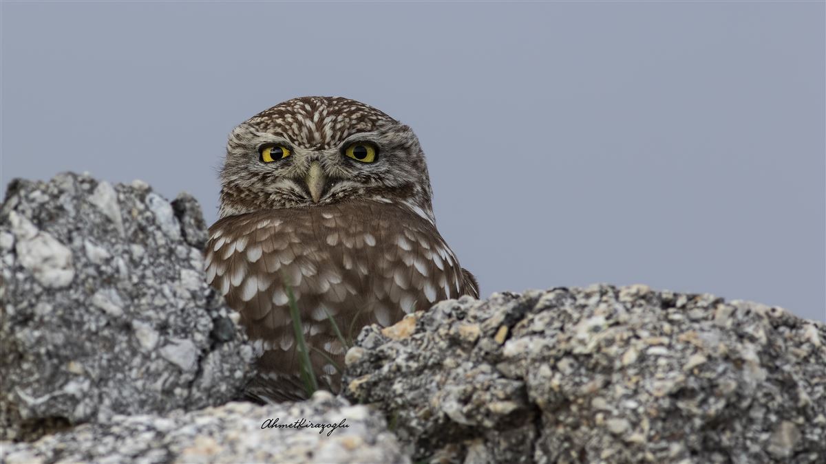 Little Owl