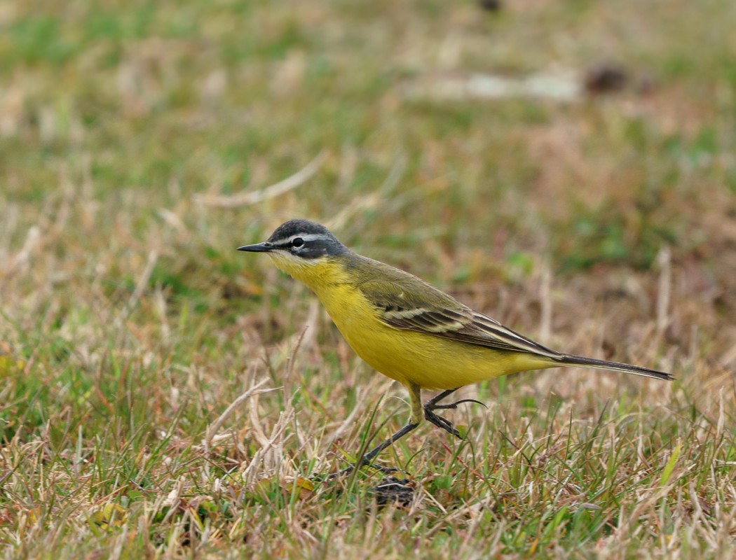 Western Yellow Wagtail