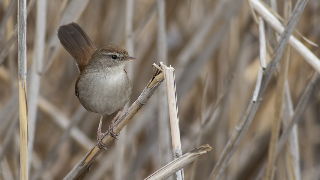 Cetti`s Warbler