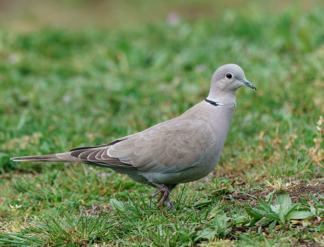 Eurasian Collared Dove