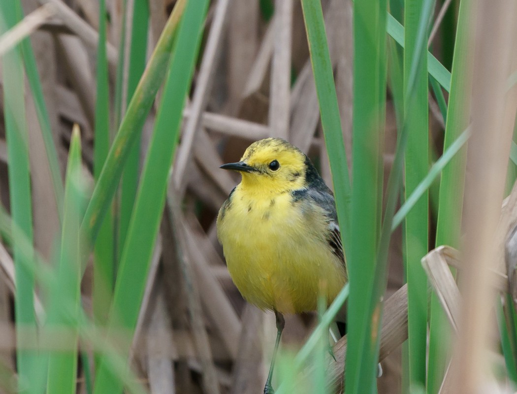 Citrine Wagtail