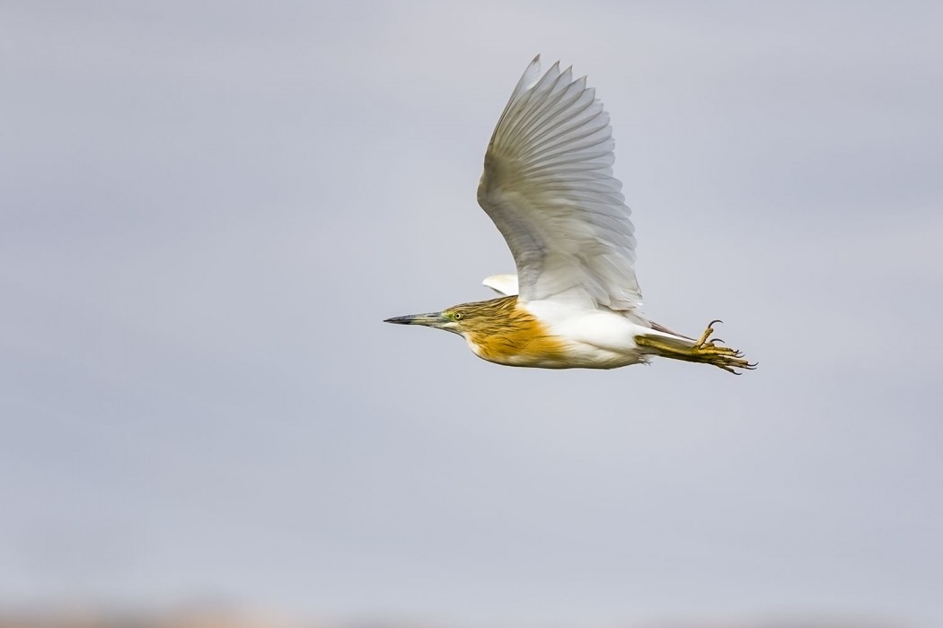 Squacco Heron