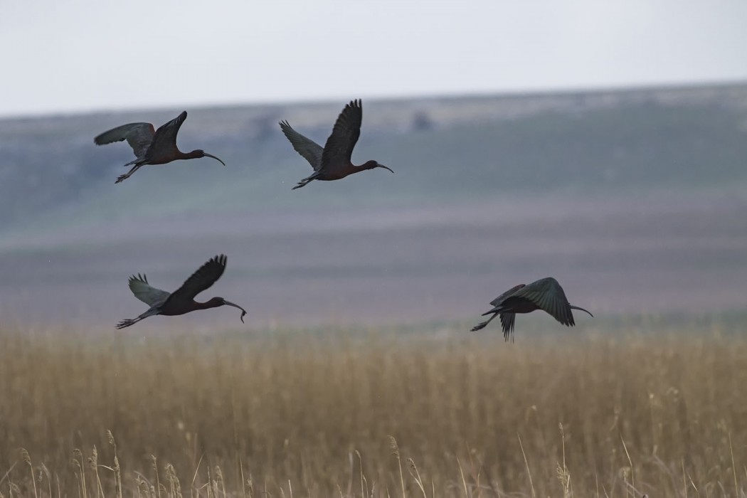 Glossy Ibis