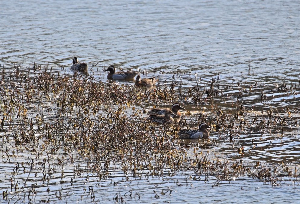 Garganey