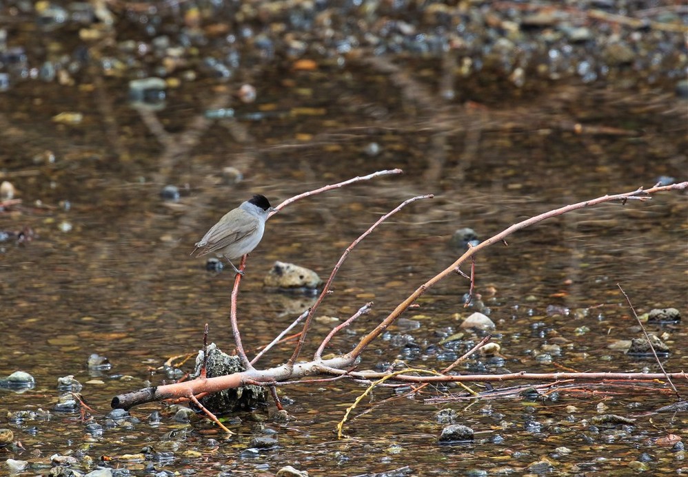 Eurasian Blackcap
