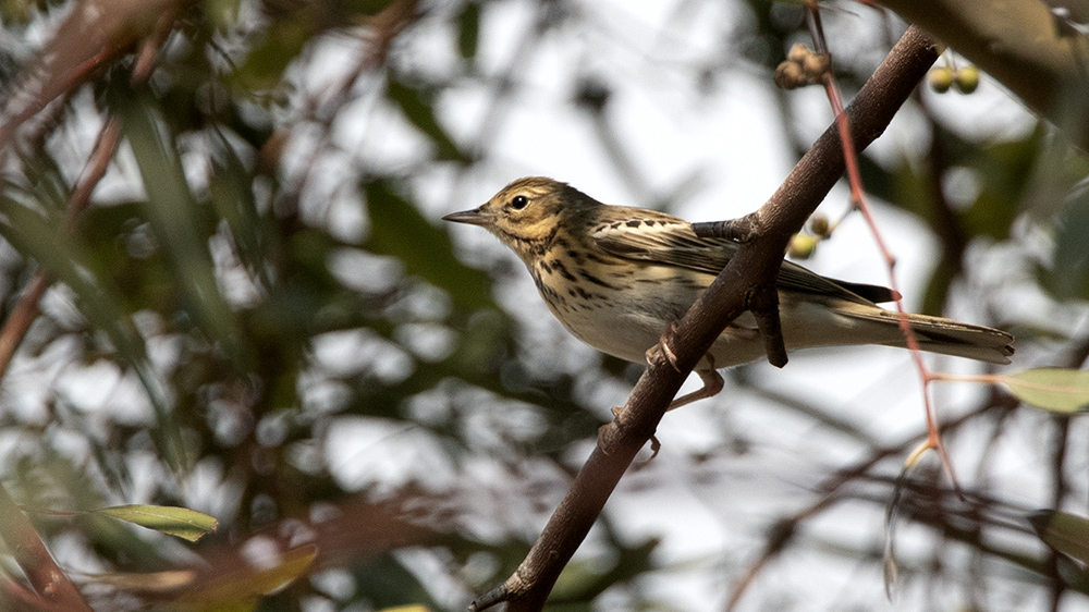 Tree Pipit