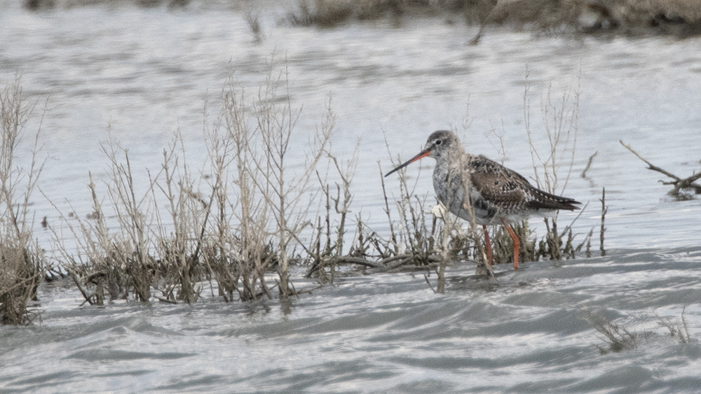 Spotted Redshank