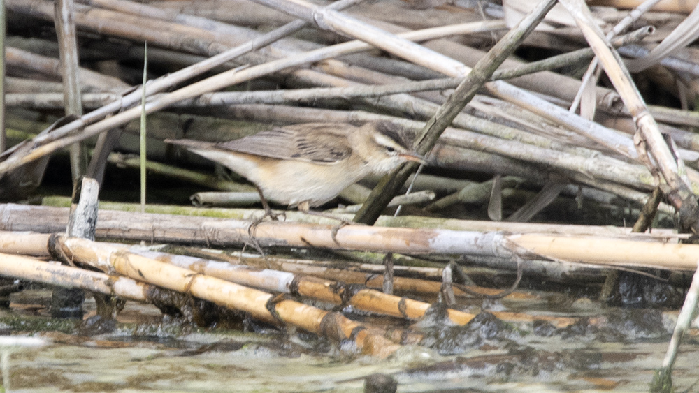Sedge Warbler