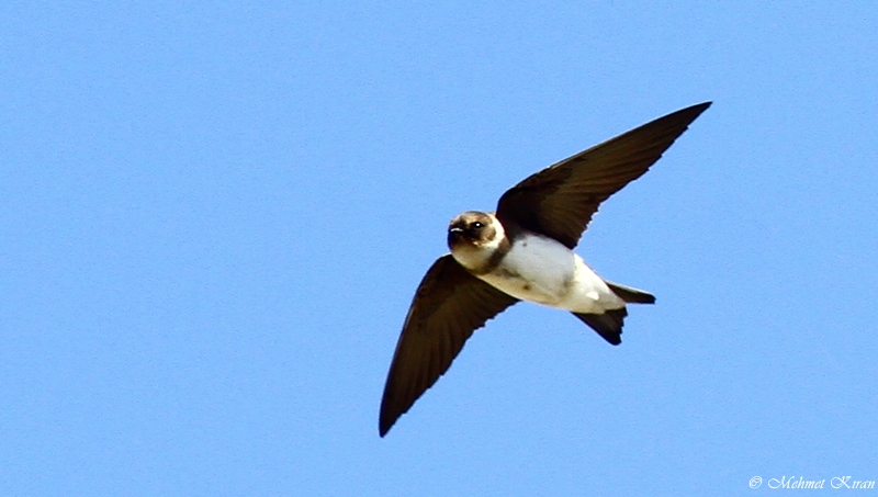 Sand Martin