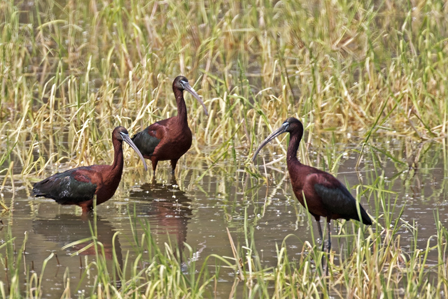 Glossy Ibis