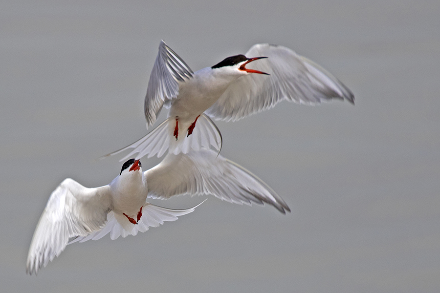 Common Tern