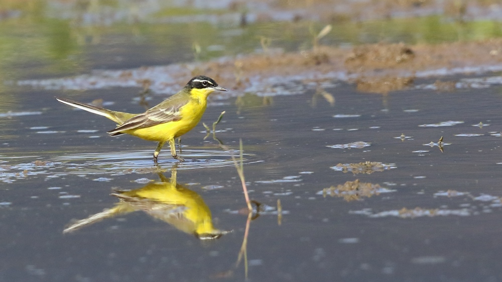 Western Yellow Wagtail