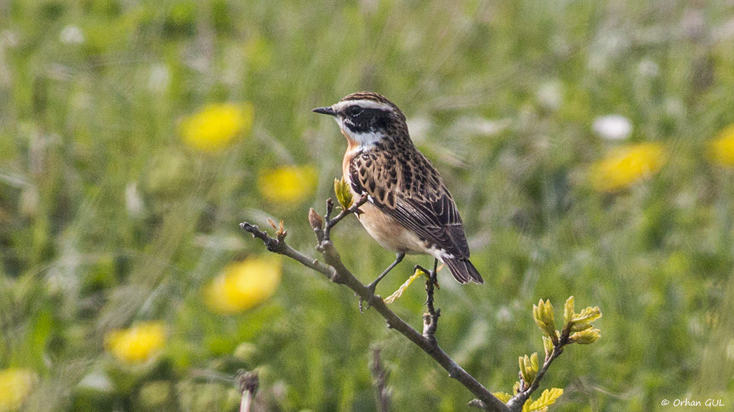 Whinchat