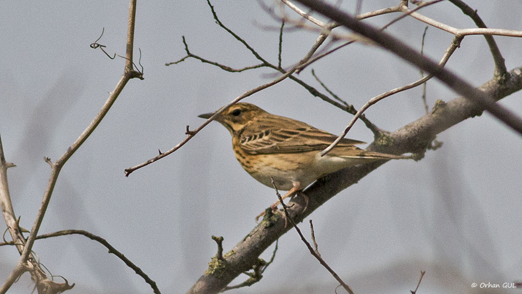 Tree Pipit