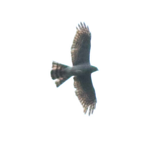 Eurasian Goshawk
