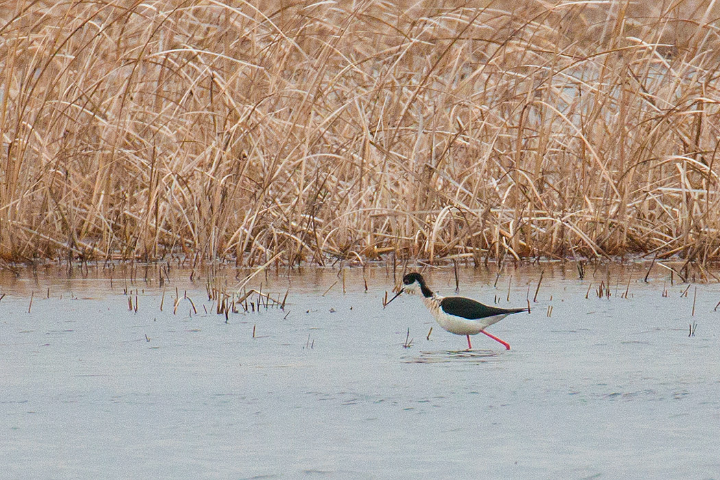 Black-winged Stilt