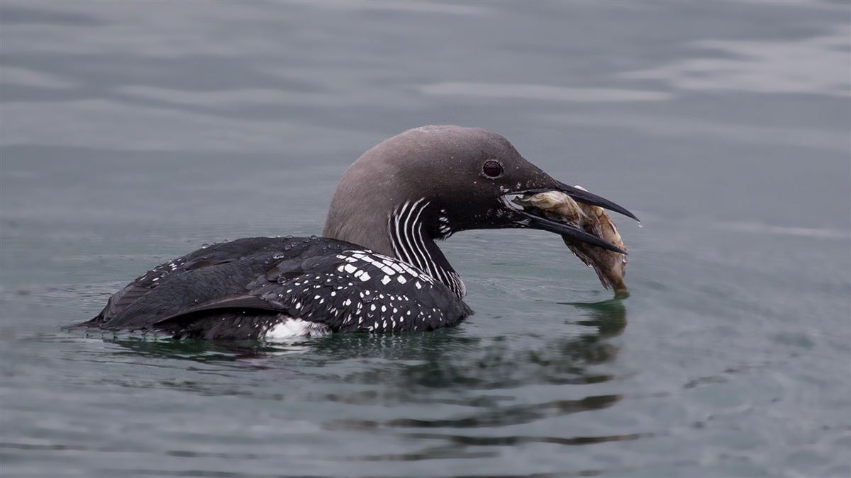 Black-throated Loon