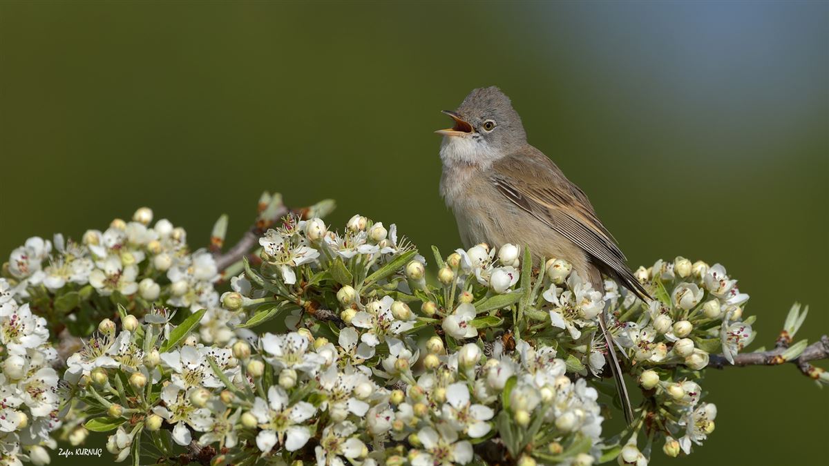 Common Whitethroat