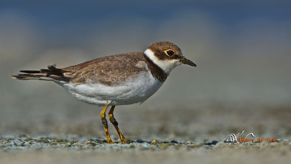 Little Ringed Plover