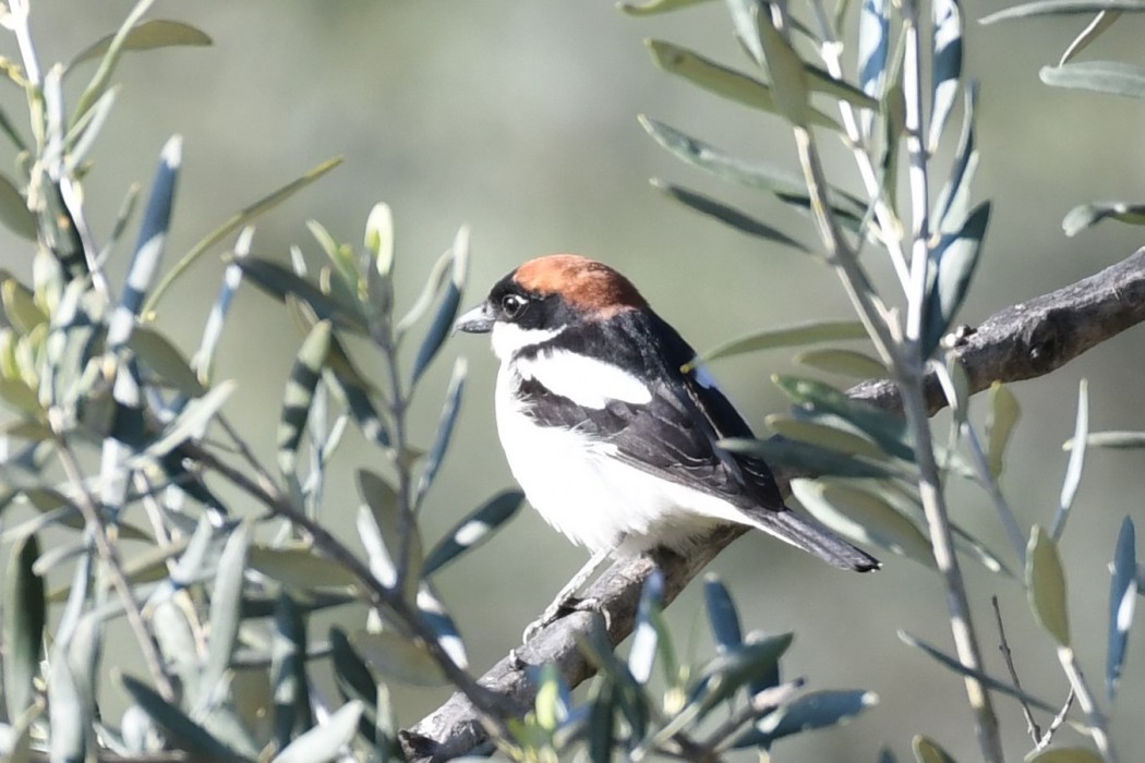Woodchat Shrike