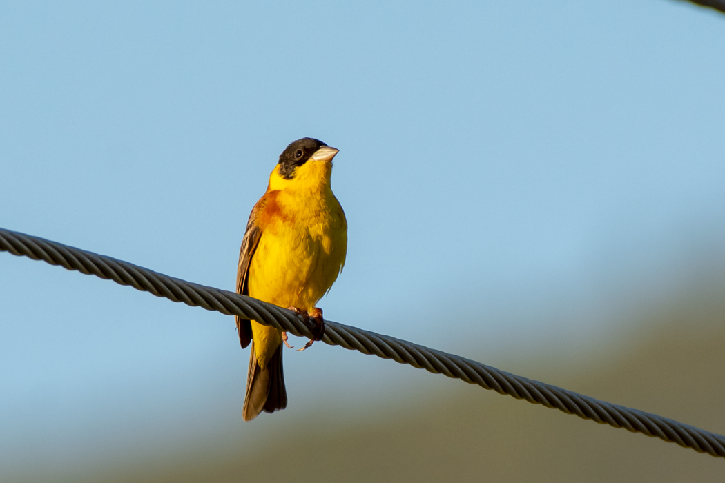 Black-headed Bunting