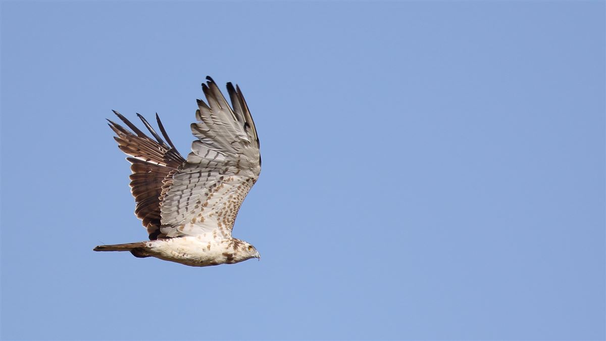 Short-toed Snake Eagle
