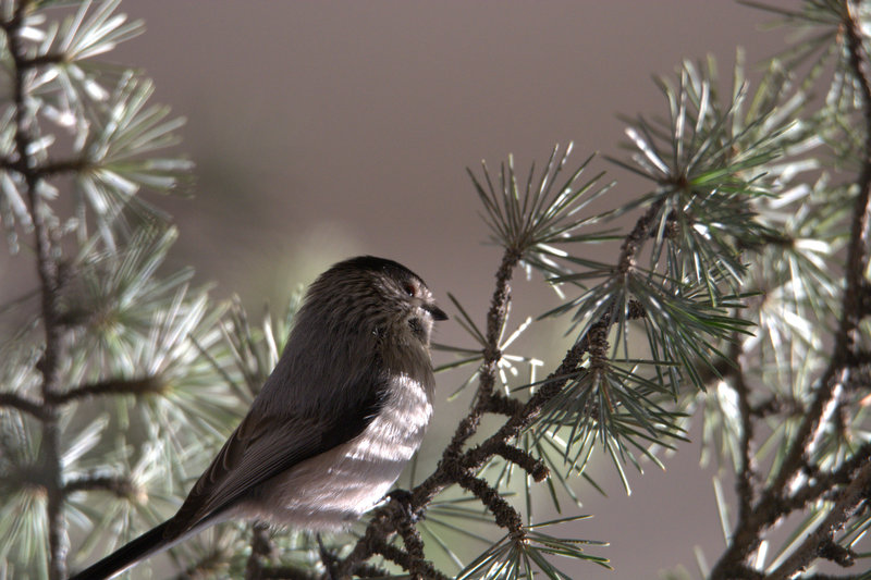 Long-tailed Tit