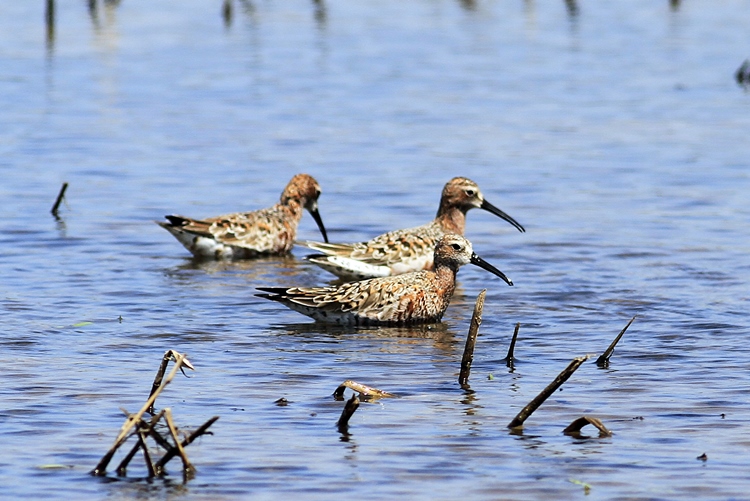 Curlew Sandpiper