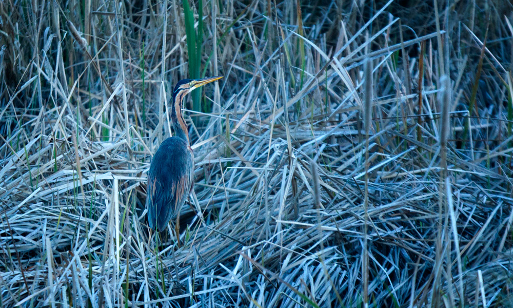Purple Heron