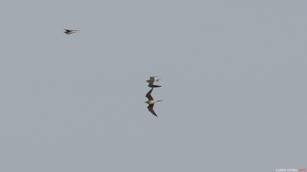 Collared Pratincole
