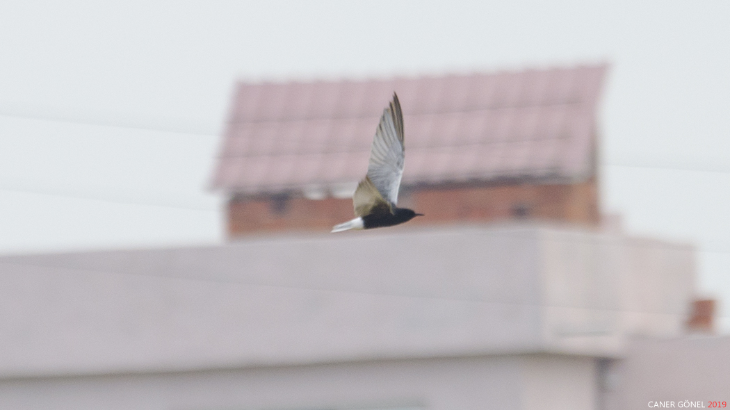 White-winged Tern