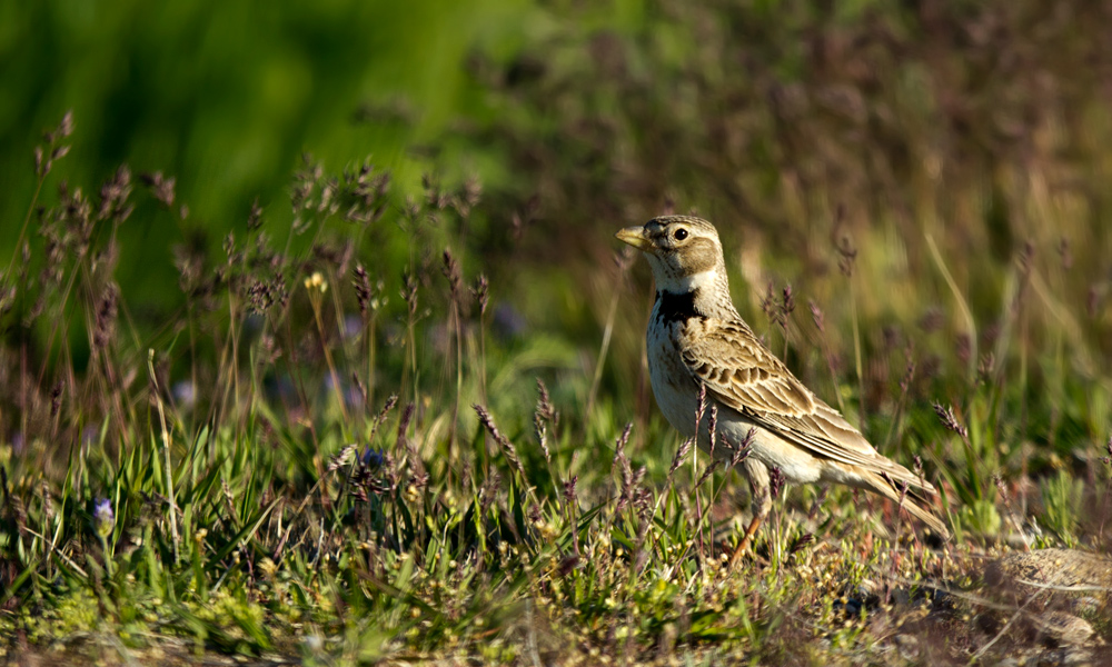 Calandra Lark