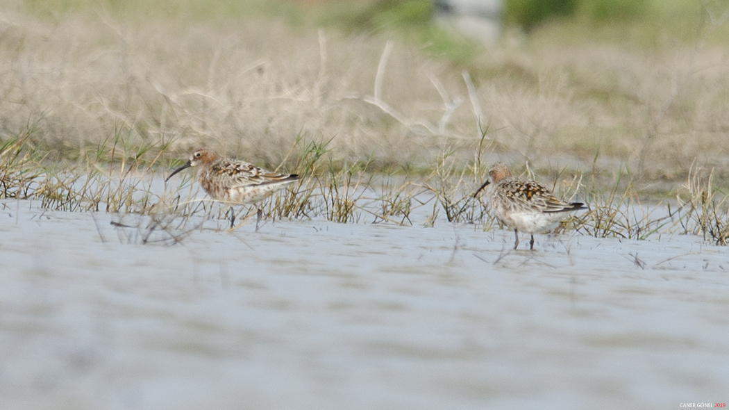Curlew Sandpiper
