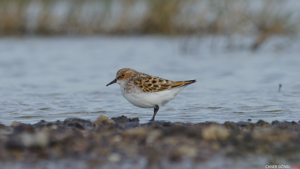 Little Stint