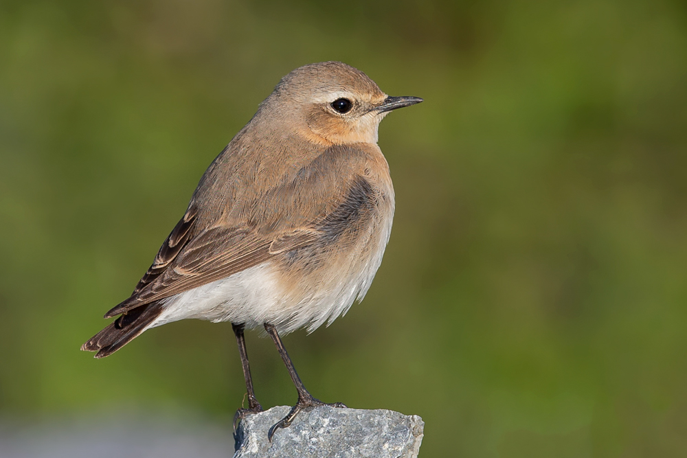 Northern Wheatear
