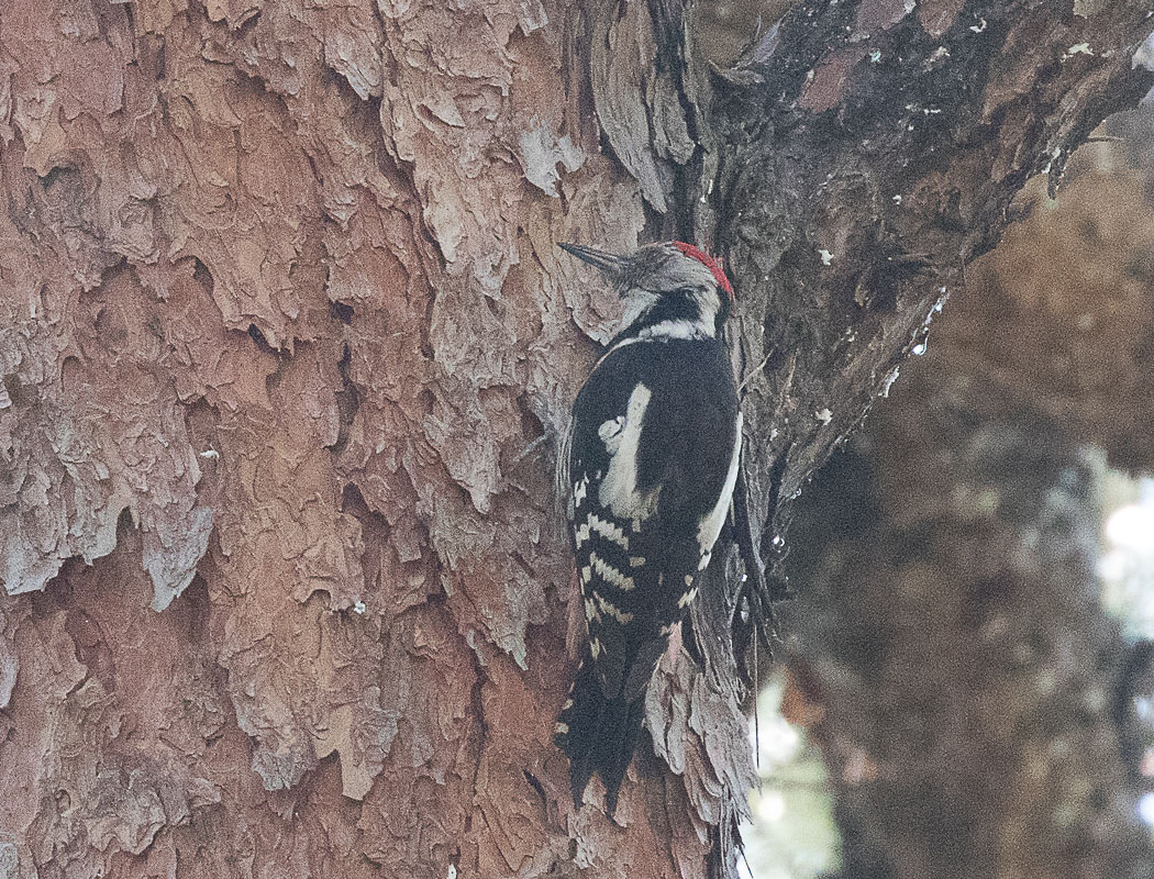 Middle Spotted Woodpecker