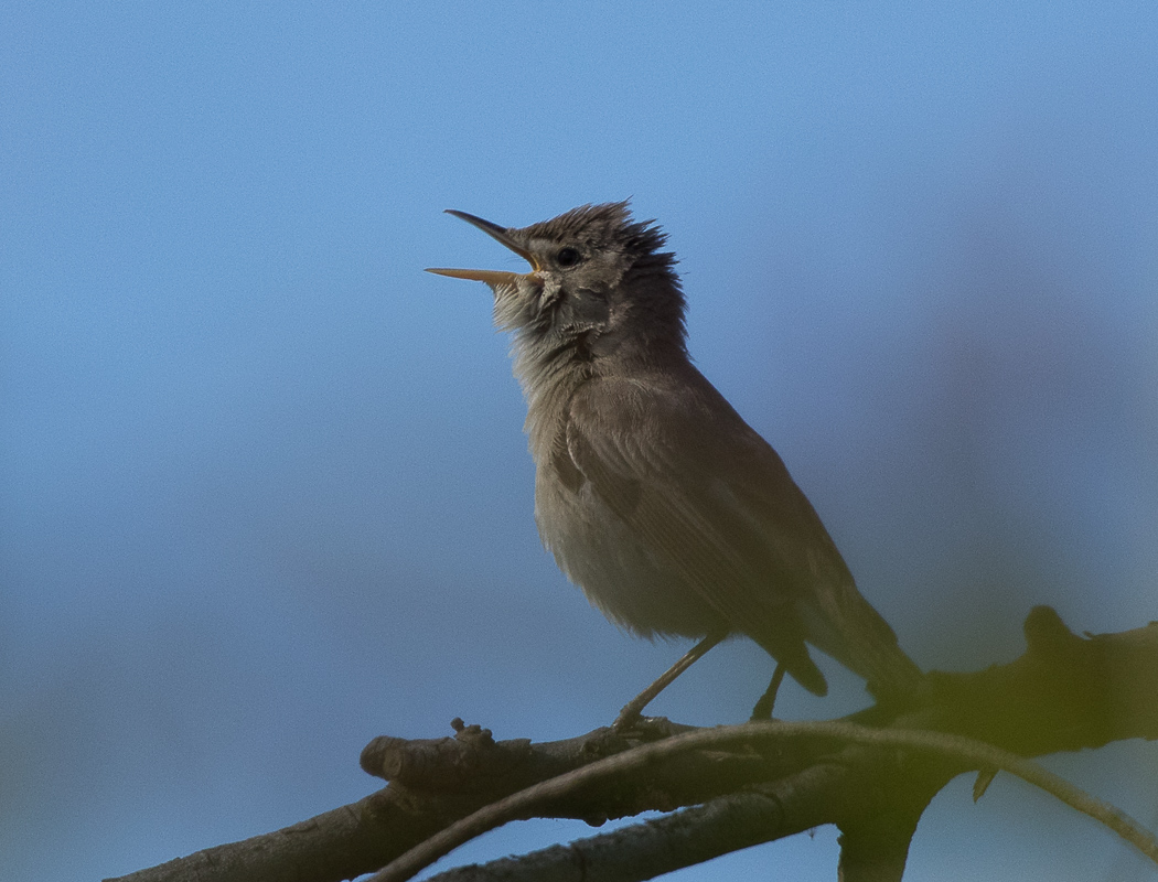 Upcher`s Warbler