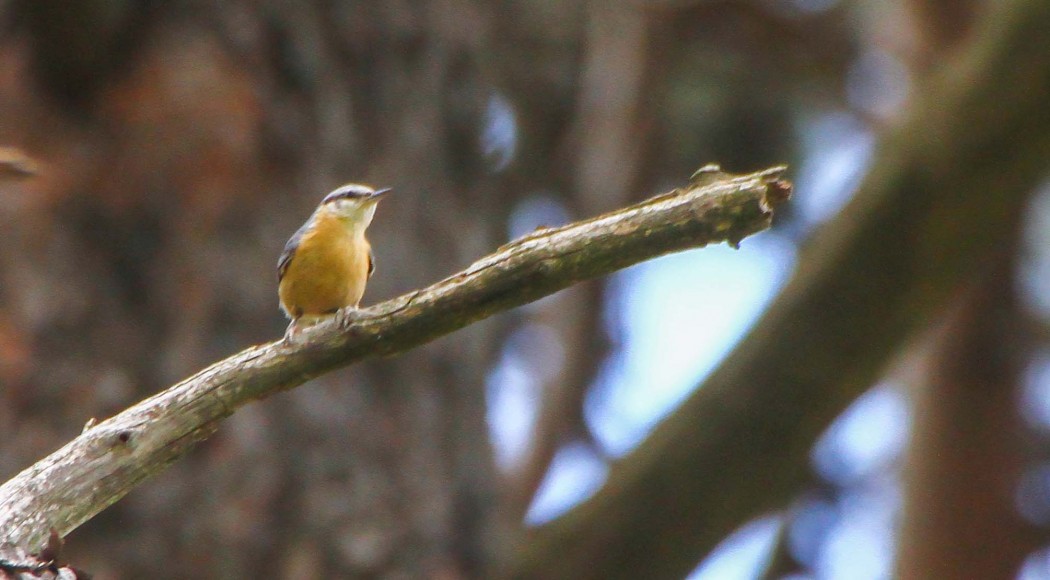 Eurasian Nuthatch