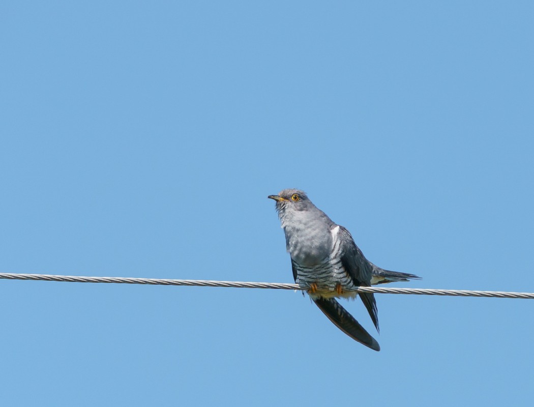 Common Cuckoo