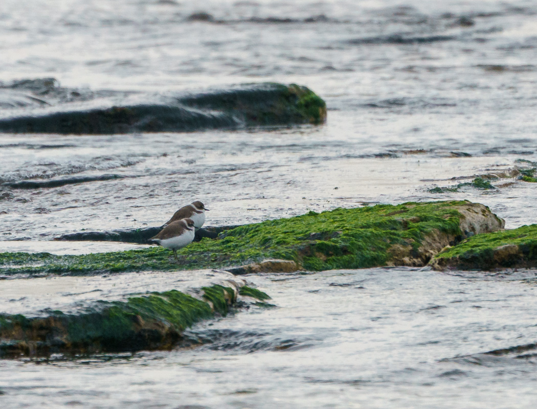 Kentish Plover